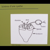 Euphorbes temperees - Cyathe